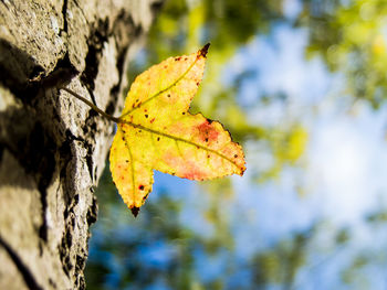 Close-up of autumnal leaves on tree trunk