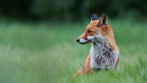 Fox sitting on grassy field