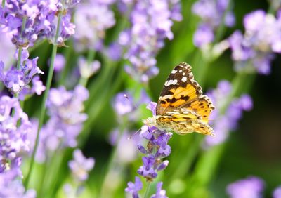 Close-up of butterfly on flower