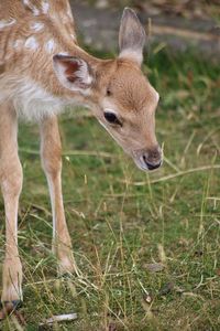 Deer in a field