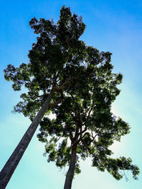 Low angle view of tree against sky