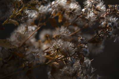 Close-up of wilted plant