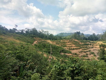 Scenic view of field against sky