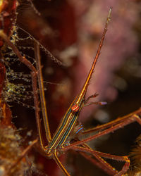 macro photography