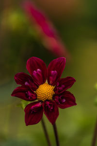 Close-up of red flower