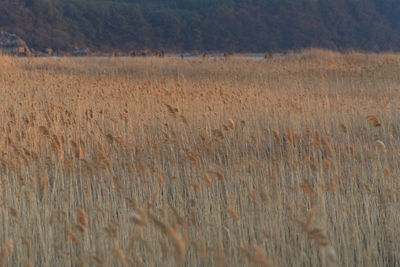 Scenic view of field