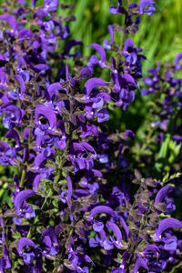 Close-up of purple flowering plants