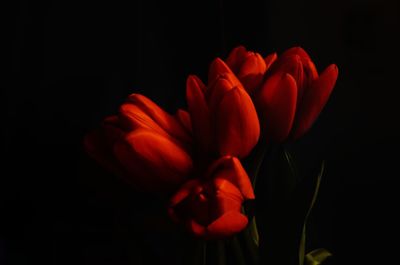 Close-up of tulips against black background