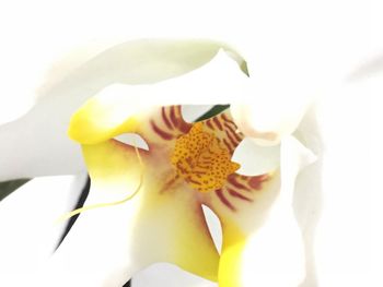 Close-up of yellow flowers over white background