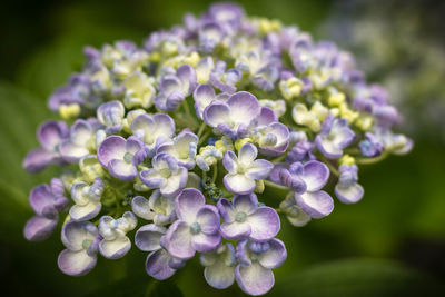 Close-up of purple flowers