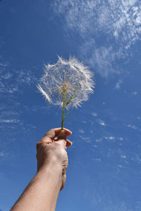 Low angle view of hand holding dandelion against sky