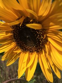 Close-up of sunflower