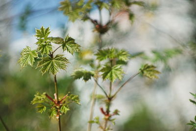 Close-up of flowering plant against trees
