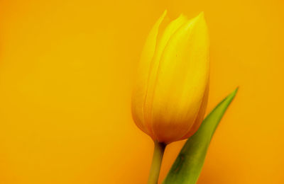 Close-up of yellow tulip