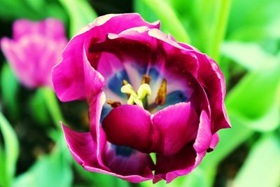 Close-up of pink flowers