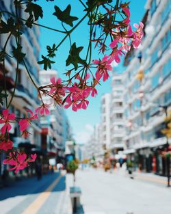 View of flowers in city