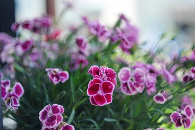 Pink carnation flowers blooming in back yard