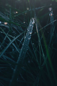 Close-up of wet grass