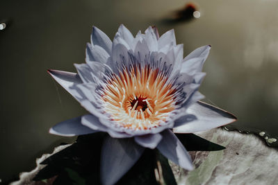 Close-up of white flower