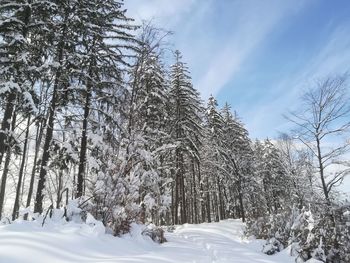 Trees on snow covered field against sky