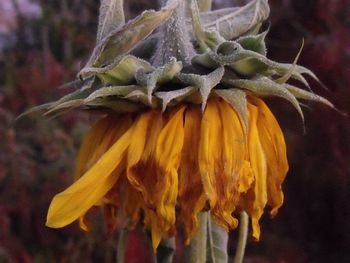 Close-up of plant against blurred background