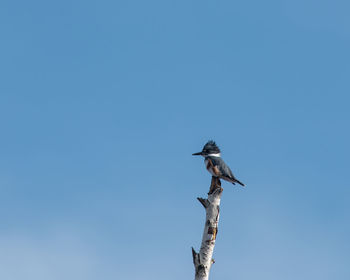 Low angle view of bird perching on tree against clear blue sky