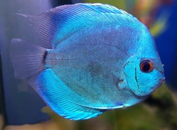 Close-up of fish swimming in aquarium