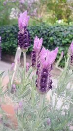 Close-up of purple flowers blooming outdoors