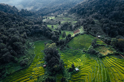 High angle view of agricultural field