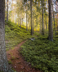 Trees growing in forest