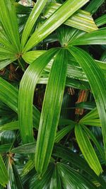 High angle view of palm leaf