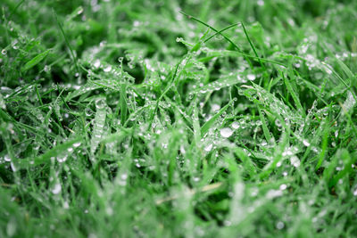 Close-up of wet grass during rainy season