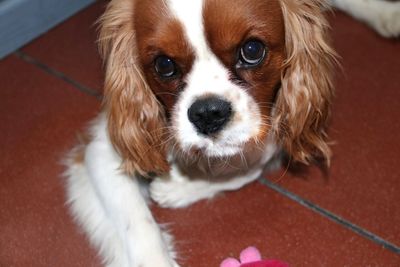 Close-up portrait of dog