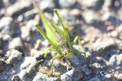 Close-up of grasshopper on field