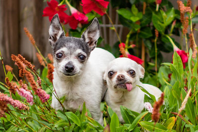 Close-up portrait of a dog against plants