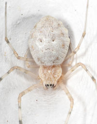 Close-up of spider on wall