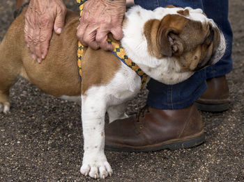 Low section of person with dog