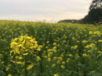 Close-up of fresh yellow flowers in field