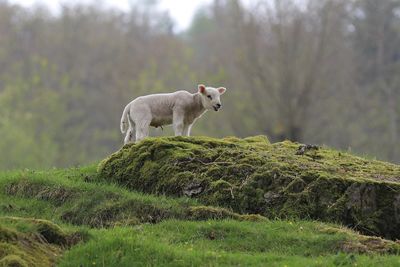 Lamb stood on top of rock