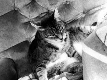 Close-up portrait of cat relaxing outdoors