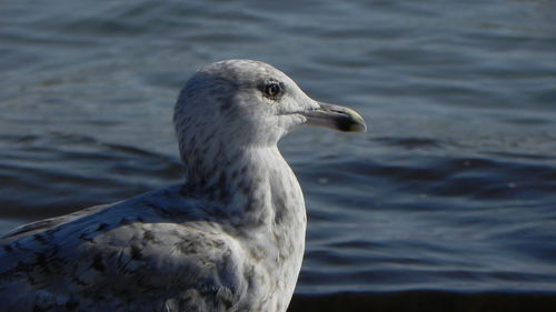 Close-up of seagull swimming in lake