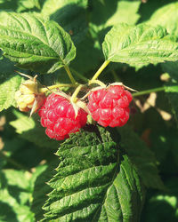 Close-up of strawberry growing on plant