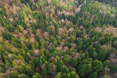 Aerial view of the forest in the morning with the rays of the sun falling on the trees. drone view