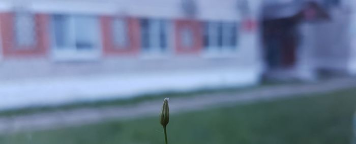 Close-up of blurred background