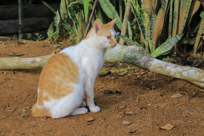 My cat sunbathing warms her skin