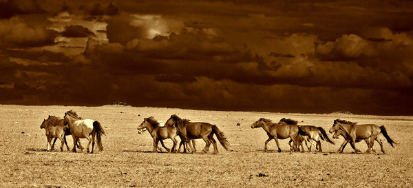 Horses running on field against cloudy sky