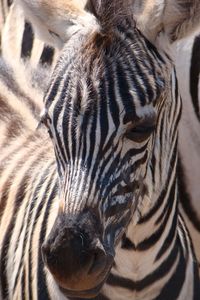 Close-up of zebra