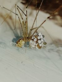 Close-up of animal on snow covered land