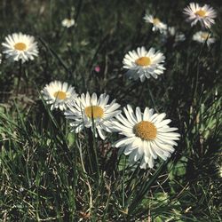 Close-up of white daisy flowers on field