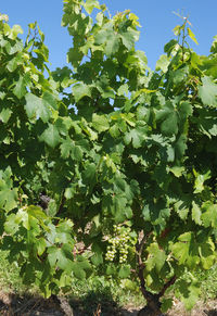 Close-up of fresh green plants on field against sky